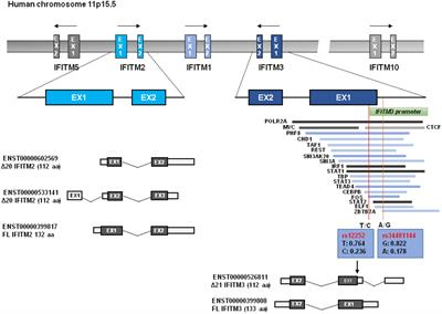 IFITM Genes, Variants, and Their Roles in the Control and Pathogenesis of Viral Infections